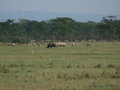 Free Safari Royalty Free Stock Photo - 3699495