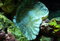 Free Alive Coral Stock Photography - 3690052