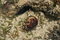 Free Exotic Shell And Coral Royalty Free Stock Photography - 3699747