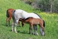 Free White And Brown Spanish Andalucian Horses In A Field Royalty Free Stock Images - 370879