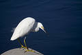 Free Egret Stock Photos - 371513