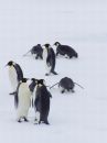 Free Penguin XXIII Royalty Free Stock Photography - 372497