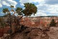 Free Bryce Shrub Stock Photos - 376573