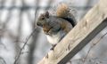 Free Squirrel Scout Royalty Free Stock Image - 379276