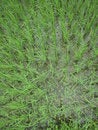Free Ricefield With Four-leaf Clover In Laos Stock Photos - 3706213