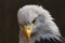 Free White-Tailed Eagle Stock Image - 3705281