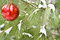 Free Chirstmas Bulb Royalty Free Stock Image - 3709246