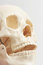Free Human Skull Model Royalty Free Stock Photos - 3711198