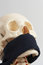 Free Human Skull Model Royalty Free Stock Image - 3711206