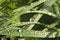 Free Dew On A Grass Stock Image - 3712791