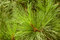 Free Green Young Pin Stock Photo - 3713150