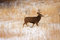 Free Buck Deer In Th Snow Stock Photography - 3714012