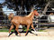 Free Trotting Horse Stock Photo - 3714680