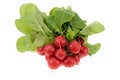 Free Fresh Radish Stock Photos - 3728353