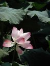Free Water Lily Royalty Free Stock Photo - 3733475