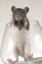 Free Grey Rat Royalty Free Stock Photo - 3733595