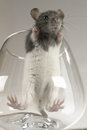 Free Grey Rat Stock Photo - 3733600