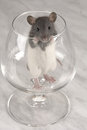 Free Grey Rat Royalty Free Stock Photography - 3733607