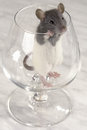 Free Grey Rat Stock Photo - 3733610