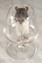 Free Grey Rat Stock Images - 3733614