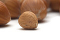 Free Hazel On White Background Royalty Free Stock Images - 3734779