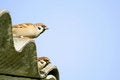 Free Eurasian Tree Sparrow,  Passer Montanus Stock Images - 3738534
