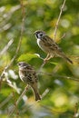 Free Eurasian Tree Sparrow,  Passer Montanus Royalty Free Stock Image - 3738746