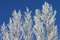 Free Winter Poplars Royalty Free Stock Photo - 3732995