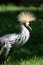 Free Crowned Crane Royalty Free Stock Image - 3735276