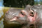 Free Hippo S Portrait Royalty Free Stock Photo - 3735285