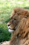 Free Lion S Portrait Stock Image - 3735321