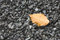 Free Roadside Autumn Stock Photography - 3736352