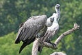 Free Vultures Stock Images - 3740084