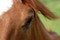 Free Eye To Eye Stock Image - 3745371