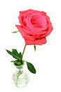 Free Red Rose In Vase Stock Photography - 3746502