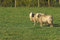 Free Two Sheep Stock Photography - 3749272