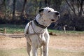 Free Fighting Dog Stock Photography - 3752662