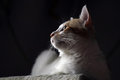 Free Cat And Sunshine . Stock Photos - 3754133