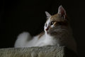 Free Cat Enjoying Sunshine . Royalty Free Stock Photography - 3754137