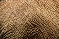 Elephant Skin 1