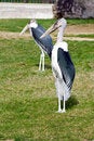 Free Maribou Storks Royalty Free Stock Image - 3763546