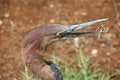 Free Giant Heron Open Beak Royalty Free Stock Images - 3764219
