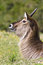 Free Young Waterbuck Ram Royalty Free Stock Image - 3762636