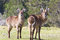 Free Two Young Waterbucks Royalty Free Stock Image - 3762826