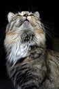 Free CAT. Royalty Free Stock Photos - 3770338