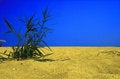 Free Plant In Desert Stock Photography - 3770572