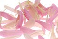 Free Pink Petals Stock Photo - 3771140