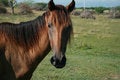 Free Horse Portrait Royalty Free Stock Image - 3774356