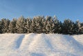 Free Winter Trees In A Winter Wood Royalty Free Stock Image - 3775146