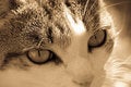 Free Cat Stare Royalty Free Stock Images - 3777569